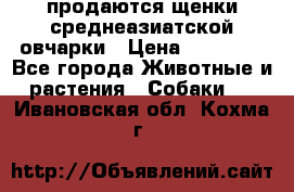 продаются щенки среднеазиатской овчарки › Цена ­ 30 000 - Все города Животные и растения » Собаки   . Ивановская обл.,Кохма г.